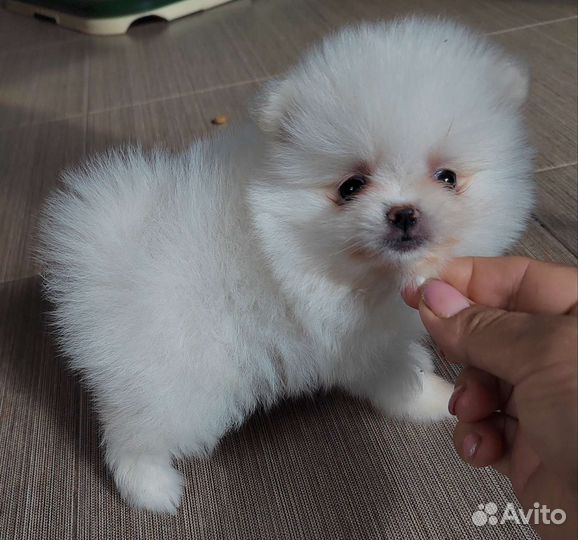 Мишки померанци