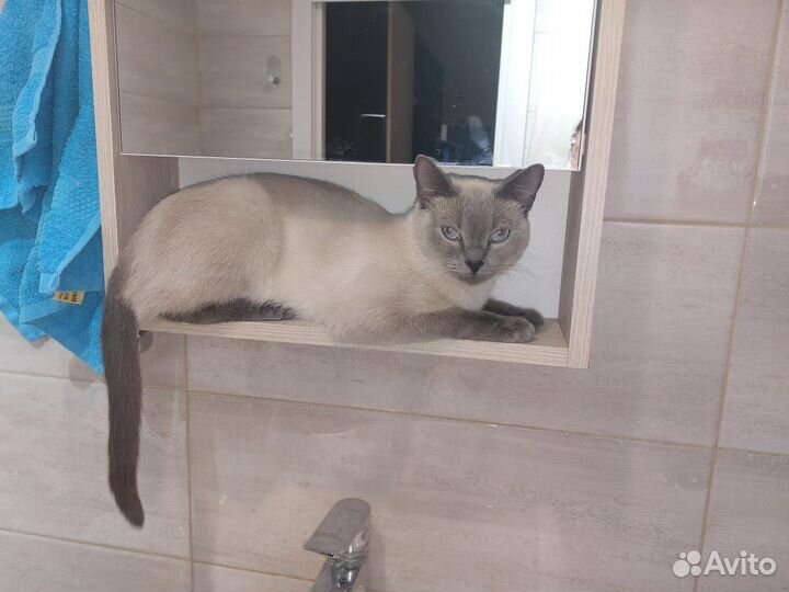 Кошки в добрые руки