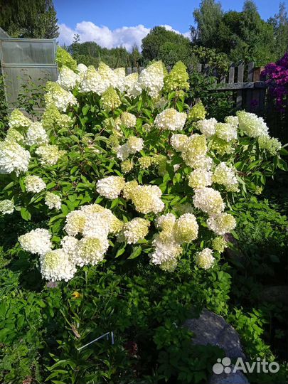 Гортензия метельчатая Грандифлора