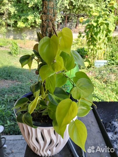 Цветы комнатные