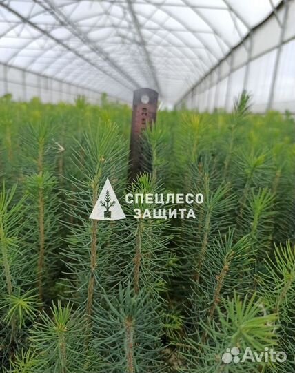 Сеянцы ели и сосны с зкс