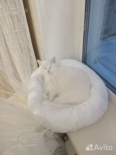 Кошка британская шиншилла