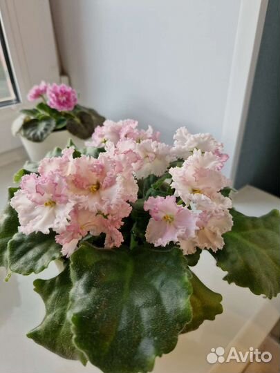 Фиалка махровая