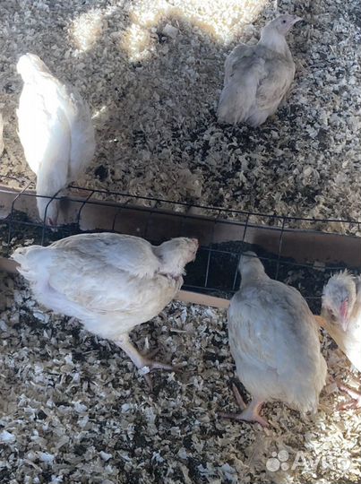 Бройлер живым весом