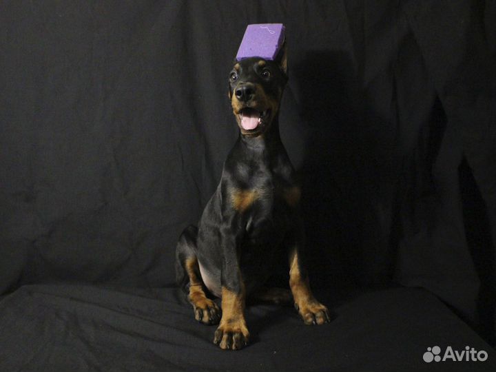 Щенки добермана