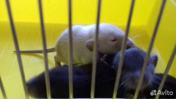 Дамбо крысята. Крысы черный соболь