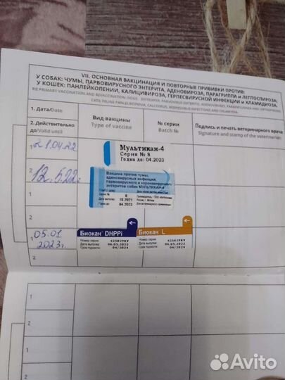 Мини той-терьер вязка