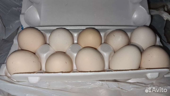 Яйцо деревенское