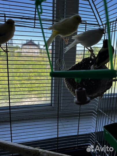 Кенара и канарейки