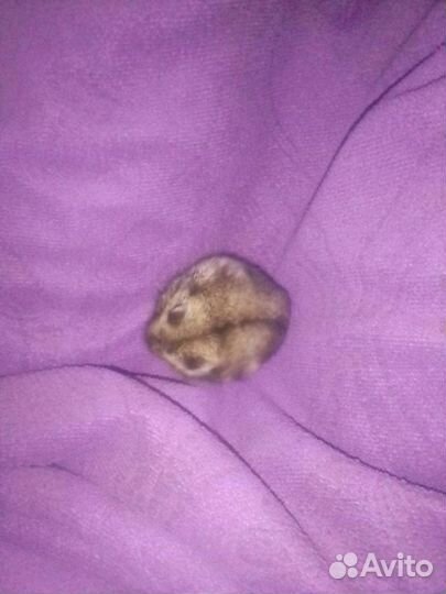 Очень милые и ручные джунгарзские хомяки