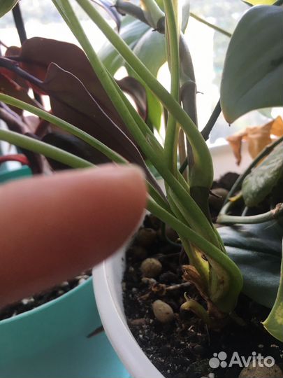 Сингониум пинк бьюти лава