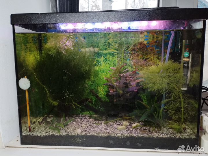 Аквариум