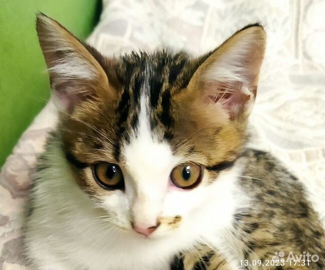 Котята отдам даром