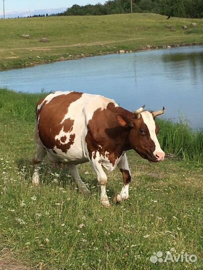 Молоко в розницу