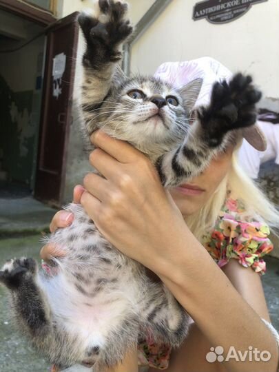 Котята ищат дом, крым