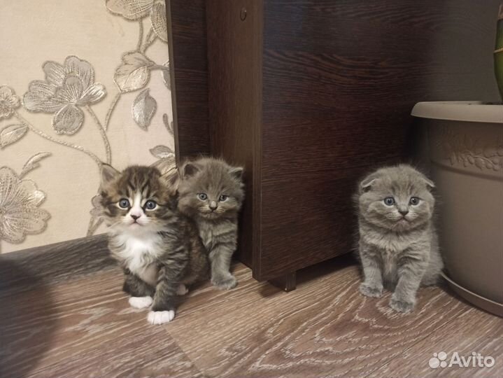 Котята британцы