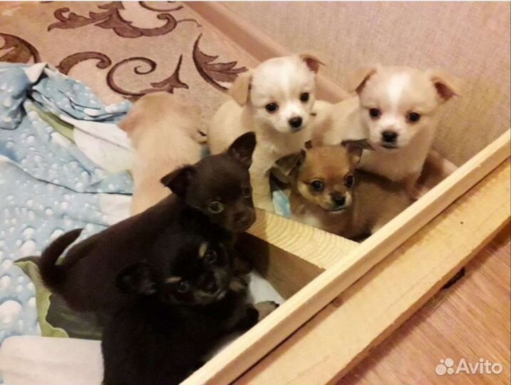 Чихуахуа мальчик для вязки