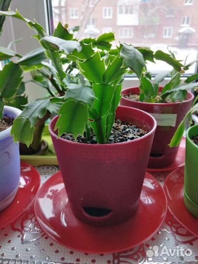 Декабрист-ассорти