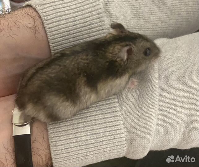 Джунгарский хомяк бесплатно