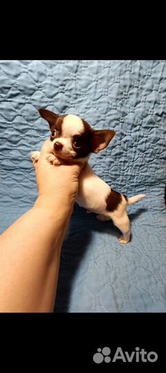 Чихуахуа миник 2,5 месяца