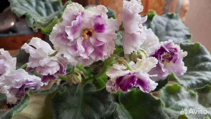 Сортовая фиалка Айседора