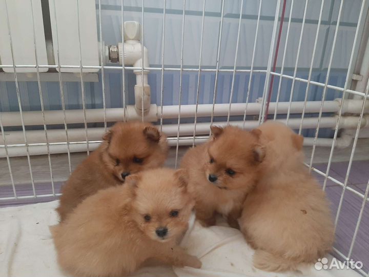 Миняшки Померашки