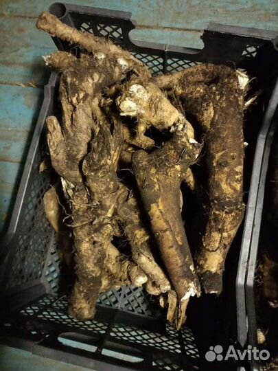 Корень хрена