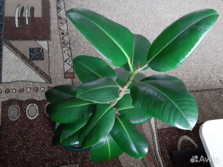 Фикусы разные