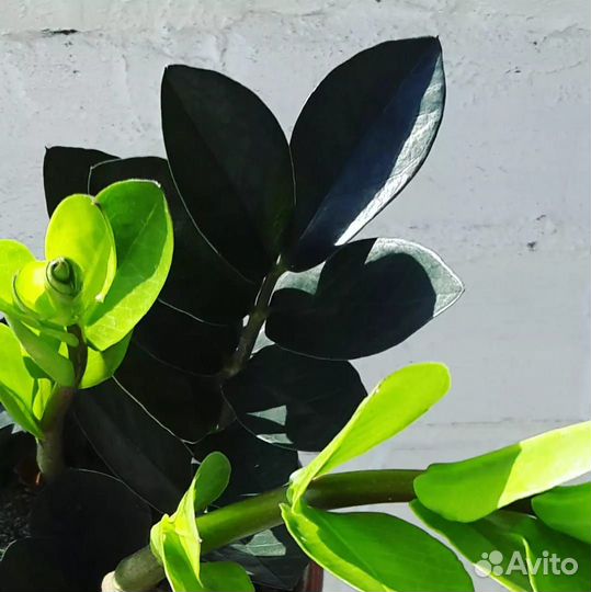 Замиокулькас чёрный. Равен. Долларовое дерево
