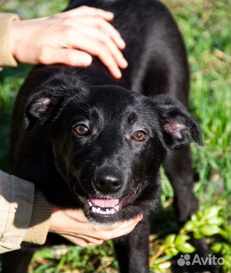 Собака в самые добрые руки