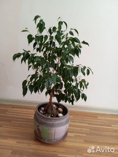 Фикус бенджамина