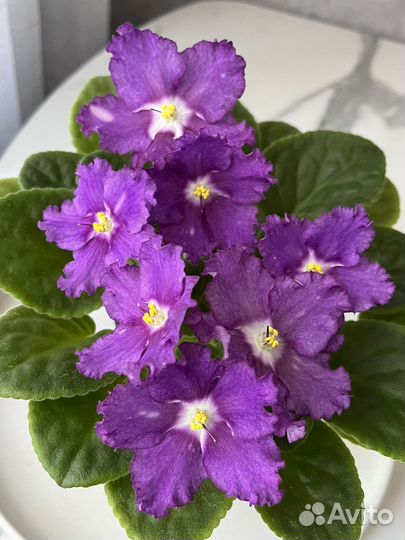 Фиалки цветущие