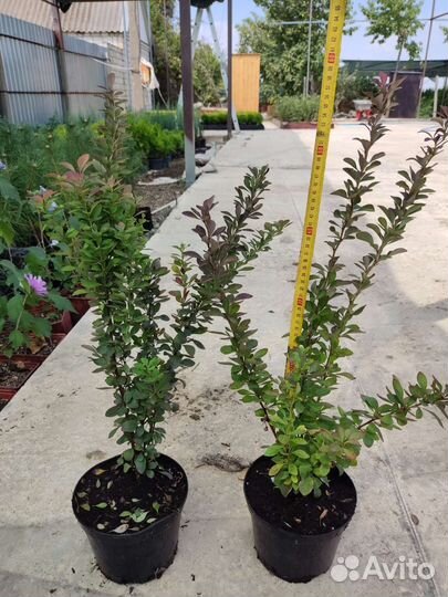 Барбарис тунберга