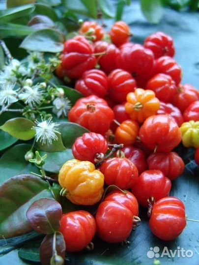 Комнатные экзотические растения