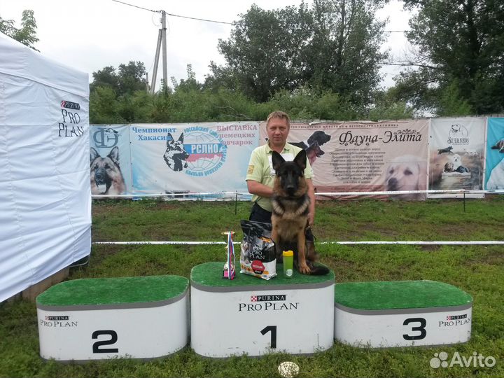 Очень красивые щенки немецкой овчарки с док-ми РКФ