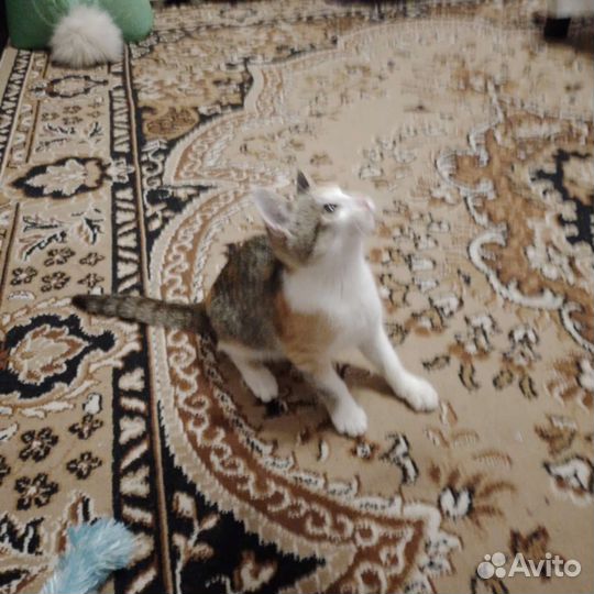 Кошка трехшерстная