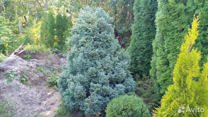 Кипарисовик 