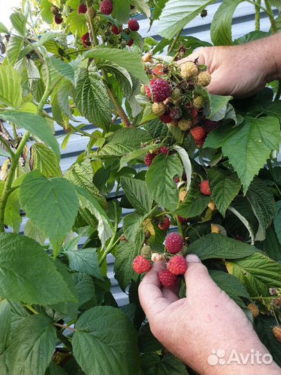 Саженцы малины и ежевики