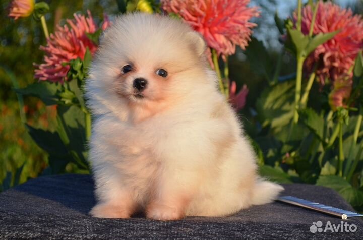 Шпиц девочка