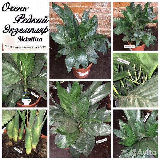 Хамедорея/шеффлера/аспарагус/кодиеум