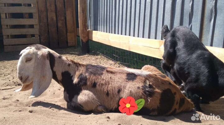 Нубийский козел