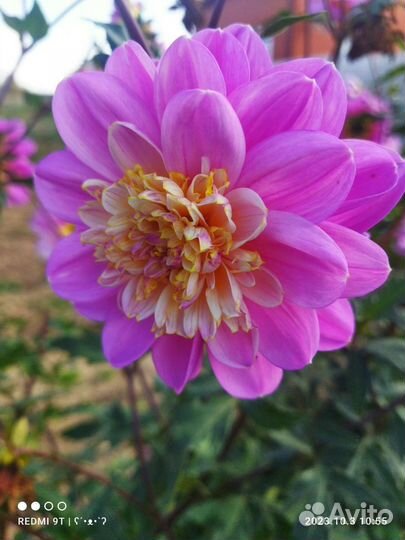 Клубни георгинов