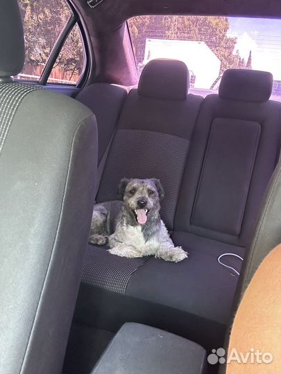 Нашли собаку кобель 1 год