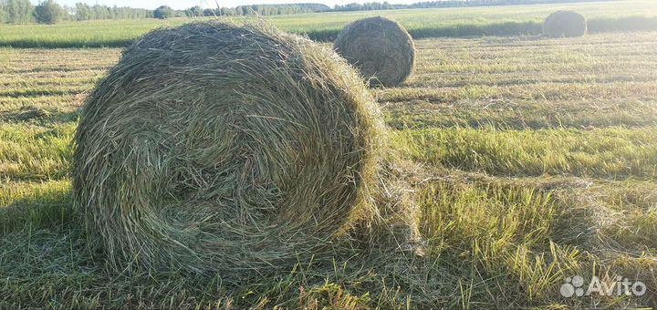 Сено свежескошенное 2023г в рулонах