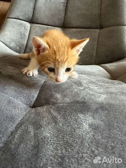 2 кота и кошка в дар бесплатно