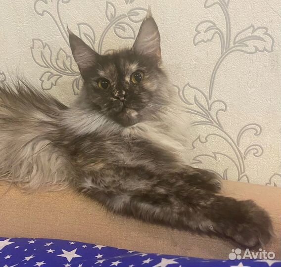 Кошечка Мейн-кун