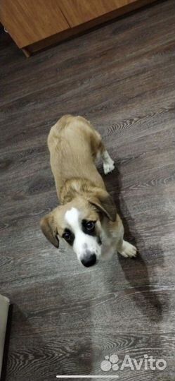 Щенок в добрые руки бесплатно