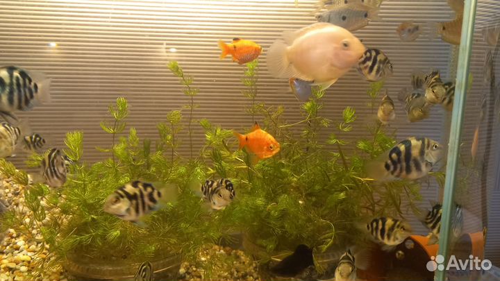 Рыбка попугай панда