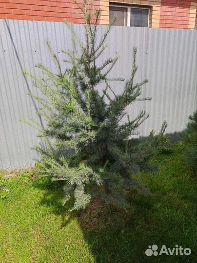 Распродажа цветов и декоративных растений для сада