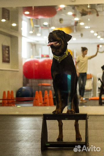 Зоопсихолог собаки, кошки, еноты